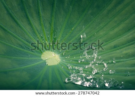 Water droplets on Lotus leaf