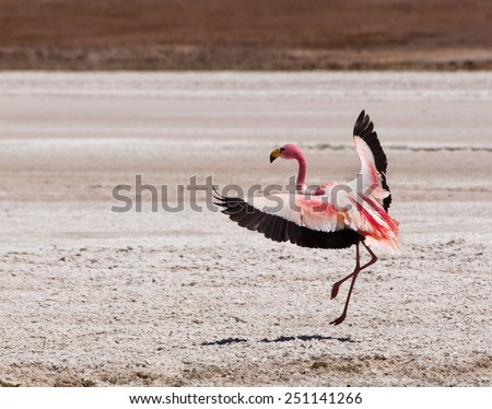 Flamingo\'s dancing