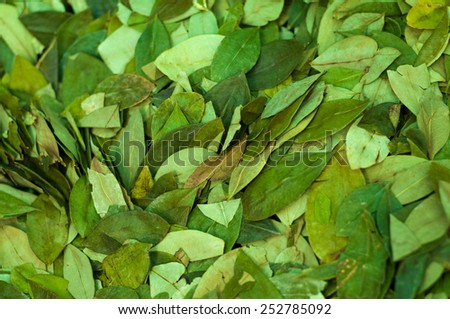 Coca leaves