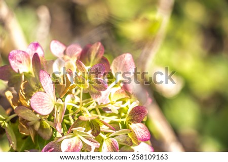 hydrangea flower (Hydrangea macrophylla)