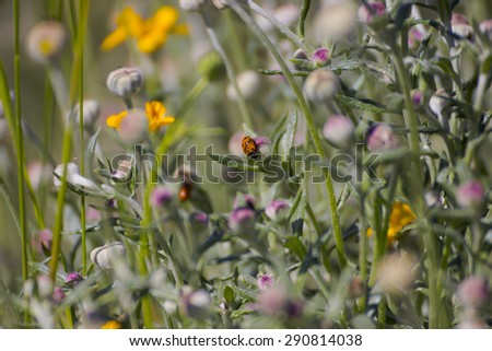 Lady bug and flowers