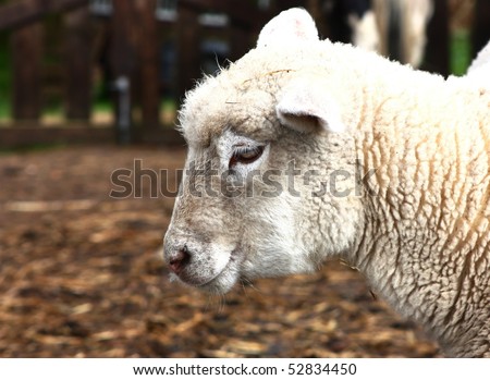 Little white lamb\'s head (profile)