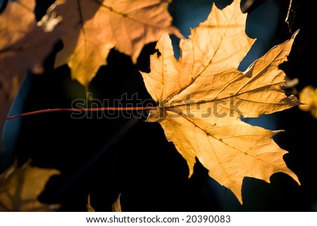 The light of autumn through the maple leaf