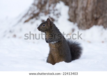 a cute squirrel is watching in the snow field
