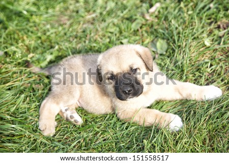 Puppy of the Spanish mastiff in the afternoon on the nature