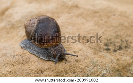 Close-up of a crawling snail on brown a rock. Concept of slow motion.