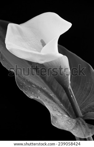 Black and white Calla lily, easter   flower with water droplets isolated on  a black.
