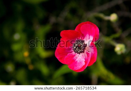 Stamen of a Red anemone coronaria wild flower isolated in a green natural background