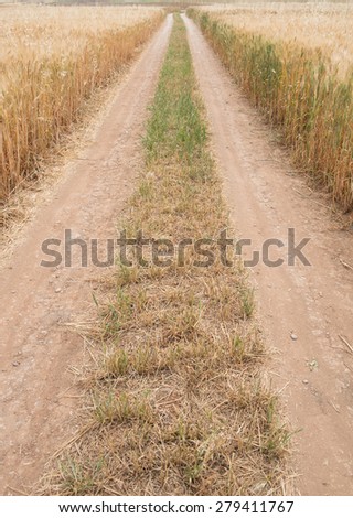 Single lane straight  country road  crossing  through a  golden wheat field  late in spring