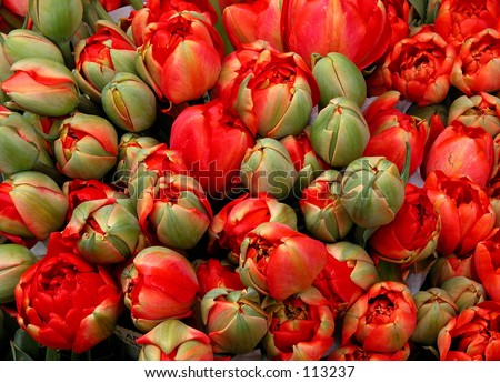 Red Tulips from Amsterdam