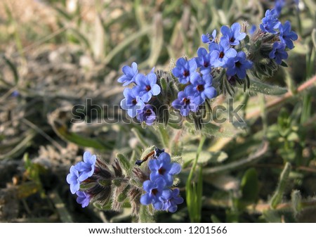Veronica Flower Picture on Flower Name Is Germander Speedwell Or Veronica Chamaedrys Stock Photo