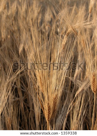 Barley filed in Cyprus, Grains are ready to be collected!