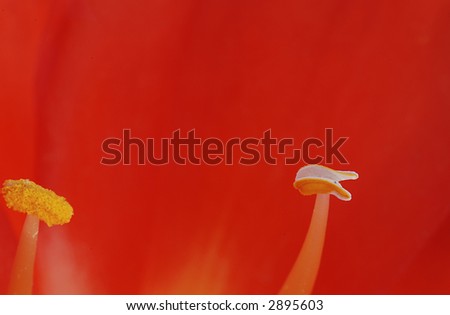 Red Crocus