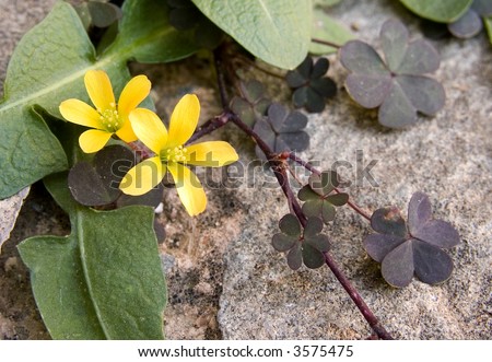 Yellow flower coming out from a rocky surface.