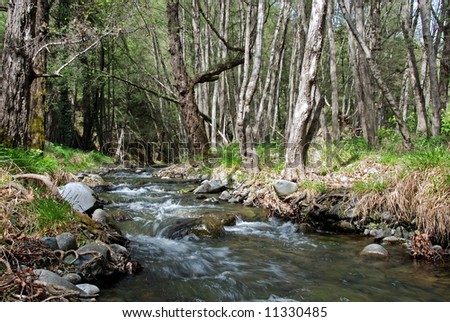 Stream in the forest from Cyprus nature.l