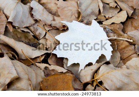 Autumn leaves with focus on the white leaf