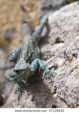 Bearded dragon from Cyprus fauna,  on a rocky surface