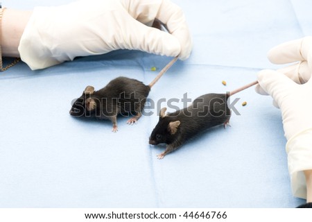 Mouse in laboratory. Scientific experiment