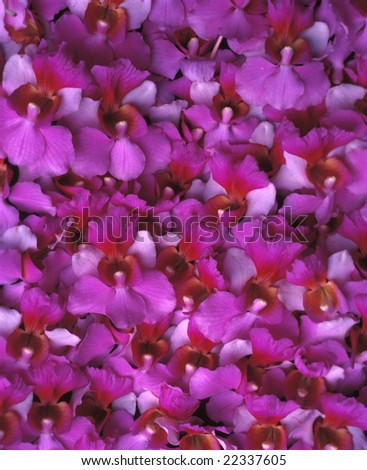 A background of pink and purple vanda orchids from hawaii