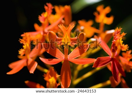 An orange burst of orchid flowers blooming in a tropical garden in Hawaii