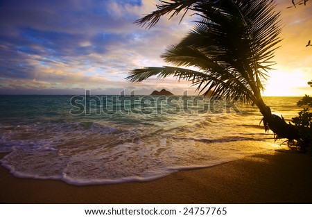 Sunrise at Lanikai Beach on the Windward side of Oahu, Hawaii through the branches of a palm tree at water\'s edge