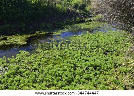 Swamp covered by parrot feather and algae.