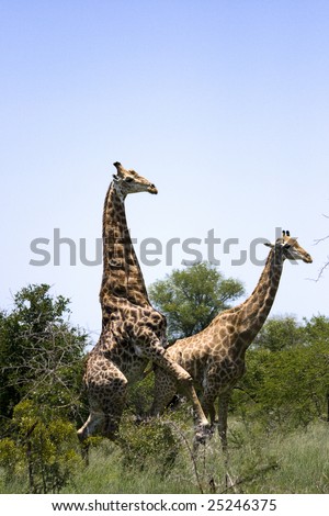 stock photo : Giraffes mating ~ Not an everyday sight