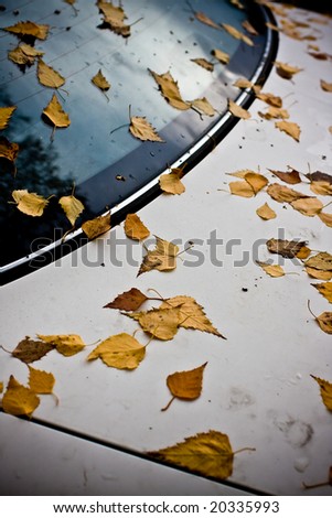 Leaves falling on a car