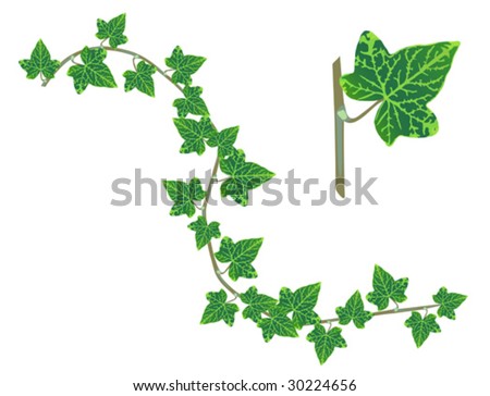 Ivy Design Elements Isolated On White, Long Branch With 