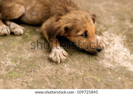Stray dog in Suriname