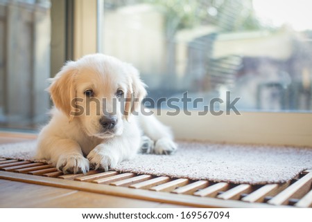 Golden Retriever Puppy In The Living Room