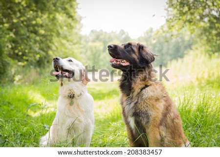 Two dog friends
