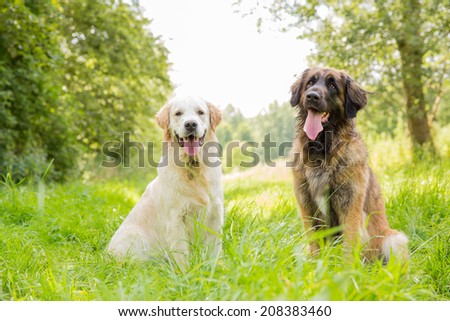 Two dog friends
