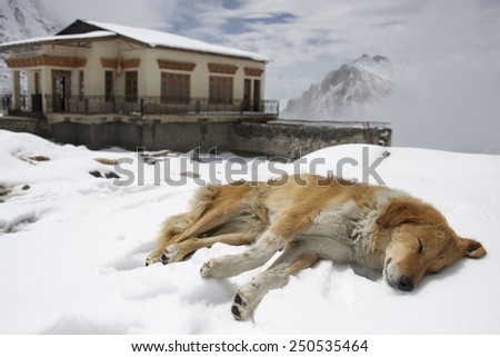 Snow dog basking the sun on a snow bed at Changla peak in Ladakh India.
