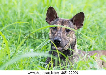 Dog hiding in the grass.