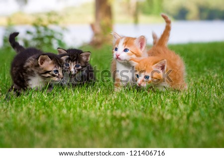 Four Little Kittens Playing In Garden Together