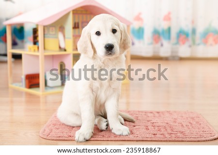 Portrait of labrador retriever puppy sitting on the floor
