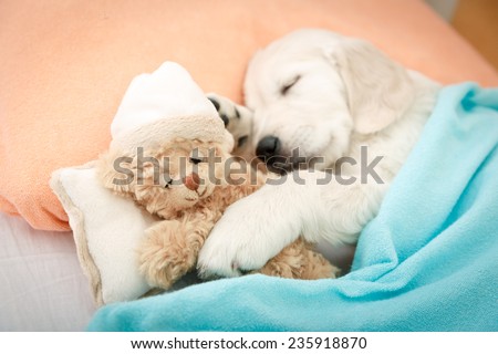 labrador retriever puppy sleeping with toy on the bed
