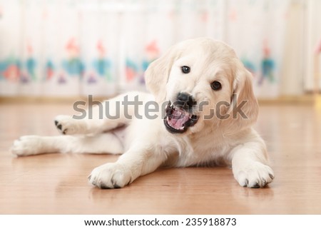 Portrait of labrador retriever puppy lying on the floor