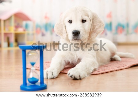 training of golden retriever puppy watching at the hourglass