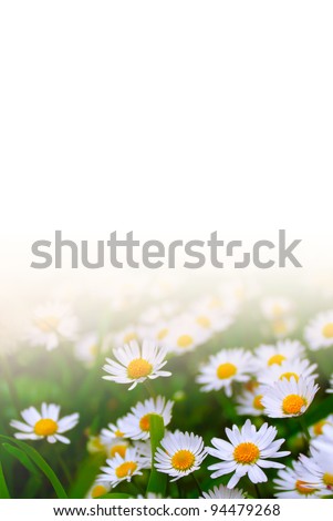 Grass with white daisies against a white background, shallow depth of field