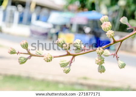 Bouquet of beautiful pride of india (Queen\'s flower) in the public park in summer