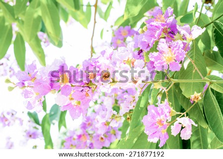Bouquet of beautiful pride of india (Queen\'s flower) in the public park in summer