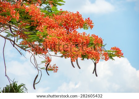 Royal Poinciana, Flamboyant, Flame Tree.