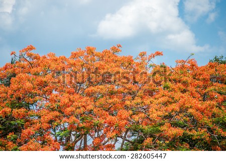 Royal Poinciana, Flamboyant, Flame Tree.