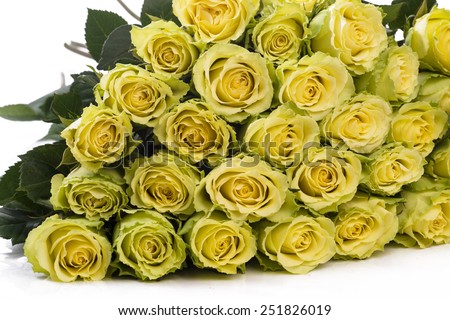 Closeup isolated bunch of green roses on a white background