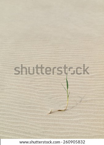 A single blade of grass in the dunes