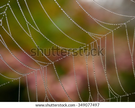 Dew forms little water droplets on a cob web