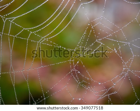 Dew forms little water droplets on a cob web