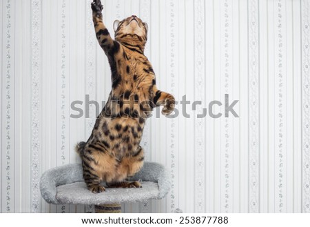 Bengal cat jumping up